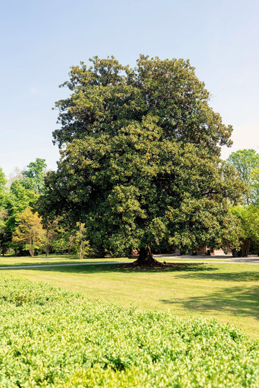 10 SOUTHERN MAGNOLIA TREE 12